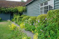 Path leading to back door with box topiary, Alchemilla mollis, Geraniums and Erigeron karvinskianus - The Mill House, Little Sampford, Essex