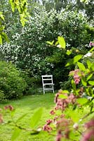 Philadelphus coronarius, climbing rose and garden chair
