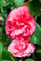 Camellia x williamsii 'Jury's Sunglow'