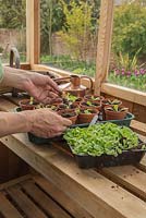 Step by Step pricking out Nicotiana 'Lime Green'