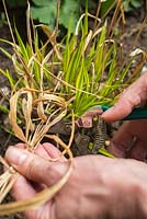 Removing dead leaves from Hakonechloa macra 'Aureola'