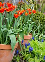 Tulipa 'Ballerina' in clay pots