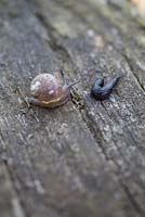 Slug and Snail on wooden railway sleeper