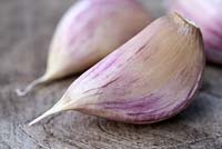 Allium sativum 'Bzenec' - Organic garlic cloves on a wooden surface, a purple stripes garlic originally from Czech Republic