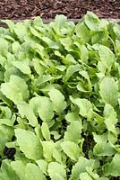 Raphinus sativus - Organic green manure, Fodder Radish, growing in a vegetable bed. Growing green manures adds nutrients to the soil and they are usually grown for a specific time period then dug into the soil to break down.