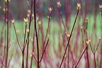 Cornus alba 'Sibirica' - Red barked dogwood new leaf growth in spring