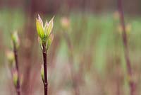 Cornus alba Sibirica - Red barked dogwood new leaf growth in spring