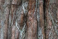 Metasequoia glyptostroboides - Dawn Redwood tree bark