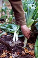 Allium porrum 'Musselburgh' - Harvesting leeks