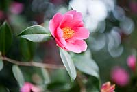 Camellia x Williamsii 'St Ewe'