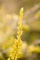 Erica calluna vulagaris 'David Hagenaans' - Ericaceae collection by Fabrizio Fessia nursery, Dorzano, Italy