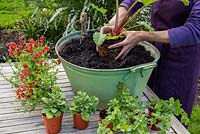 Step by Step container planting of Petunia 'Tumbelina', Diascia 'Romeo Red', Satureja Douglasii and Rhubarb