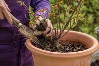 Step by Step - Cutting back, top dressing and fertilising Rose