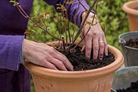 Step by Step - Cutting back, top dressing and fertilising Rose