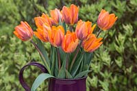 Tulipa 'Princess Irene'