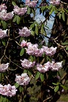Rhododendron x geraldii