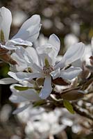 Magnolia Kobus var. Borealis