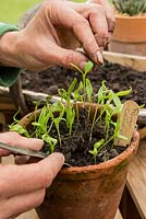 Step by Step - Pricking out Pepper 'California Wonder'