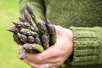 Holding freshly harvested Asparagus