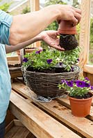 Step by Step - Hanging basket container of Cabaret series, Calibrachoa 'Purple Glow' and Calibrachoa 'Deep Blue'