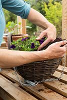 Step by Step - Hanging basket container of Cabaret series, Calibrachoa 'Purple Glow' and Calibrachoa 'Deep Blue'