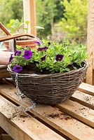 Step by Step - Hanging basket container of Cabaret series, Calibrachoa 'Purple Glow' and Calibrachoa 'Deep Blue'