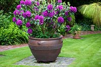 Rhododendron 'Purple Splendour' in large decorative container - Ocklynge Manor