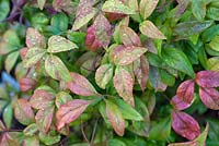 Nandina domestica 'Firepower'