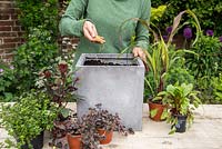 Step by Step - Planting a container of Chocolate Mint, Broadleaf Thyme, Red-veined Sorrel, Lysimachia 'Midnight Sun', Ornamental Millet 'Purple Baron' and Fuchsia bush 'Thalia'