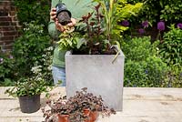 Step by Step - Planting a container of Chocolate Mint, Broadleaf Thyme, Red-veined Sorrel, Lysimachia 'Midnight Sun', Ornamental Millet 'Purple Baron' and Fuchsia bush 'Thalia'