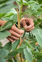 Step by Step - More string support as growth increases. Broad bean 'Aquadulce Claudia'