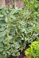 Step by Step - Growth development of Broad bean 'Aquadulce Claudia'