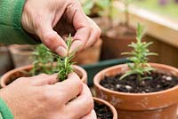 Pinching Rosemary tips to encourage growth
