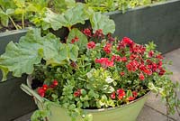 Step by Step - Adding Begonia to container of Petunia 'Tumbelina', Diascia 'Romeo Red', Rhubarb and Satureja Douglasii