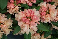 Rhododendron 'Firelight'