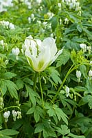 Tulipa 'Spring Green' with Lamprocapnos spectabilis 'Alba'