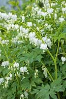 Lamprocapnos spectabilis 'Alba'