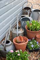 Bedding plants with watering cans, pots and bulbs