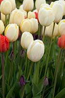 Tulipa 'Ivory Floradale' AGM, Tulipa 'Paul Scherer AGM and Tulipa 'Oranjezon' AGM 