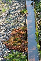 A corten steel water rill edges a gravelled path with creeping Sedum album and Thymus