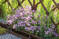 Rose flowering Saponaria covering the ground between an iron wrought fence and a corten steel water rill 