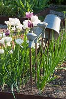 In a kitchen garden, tin bucket and shower heads on metal poles in vegetable patch with onions and Tulips