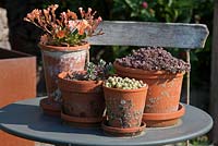 On a bistro table, an arrangement of Sedum and Lewisia cotyledon in clay pots, Lewisia cotyledon Hybride, Sedum, Sempervivum