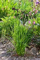 Gladiolus communis ssp byzantinus - Iris chrysographes 