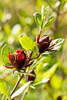 Calycanthus floridulus - flowers