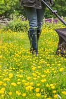 Woman mowing path through buttercups with petrol lawnmower