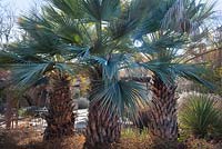Blue Mexican palm, Brahea armata, Baja, California