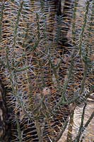 Cylindropuntia ramosissima, Diamond cholla, Arizona USA