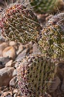 Opuntia polyacantha var. polyacantha, Hairspine Cactus, Red Rocks Park, Nevada, USA
