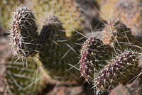 Opuntia polyacantha var. polyacantha, Hairspine Cactus, RedRocks Park, Nevada USA